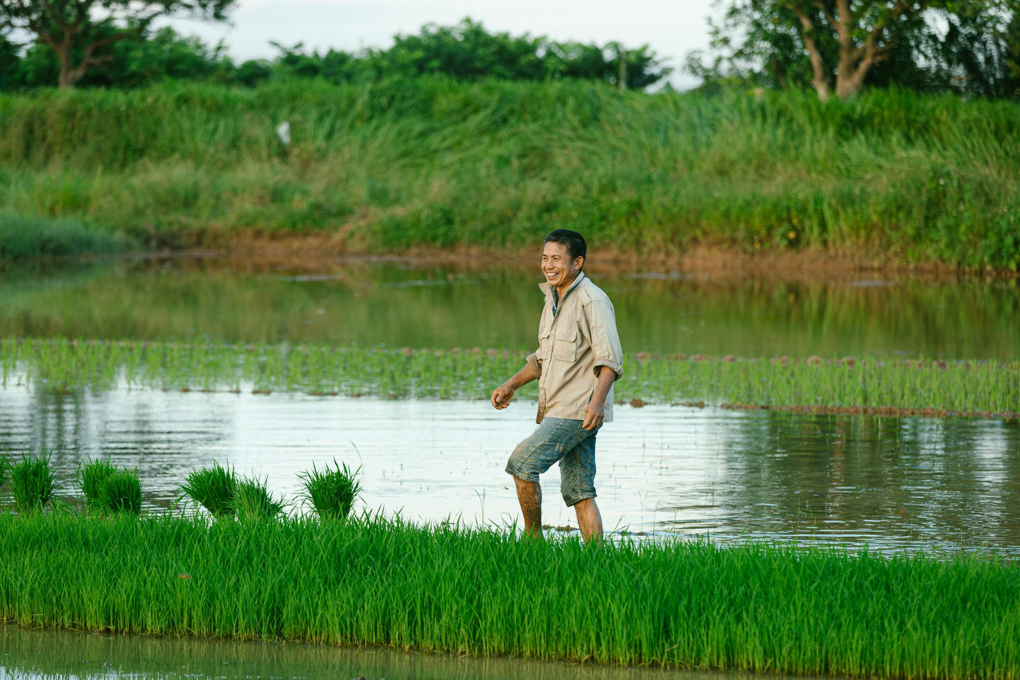 A smiling rice farmer walking the grassy bund of a flooded paddy field at dawn